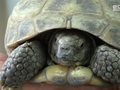 Żółw – części ciała wystające z pancerza&nbsp; pokryte są przez guzkowatymie łuskamii, a na pancerzu znajdują się łuski tarczkowate.
Fot. Magdalena Puczko